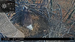 2025-01-01 22_08_07-Port Tobacco Eagle Cam - YouTube – Maxthon.png