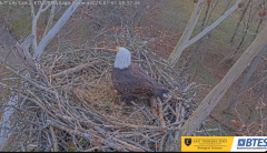 2025-01-01 22_12_40-Bluff City Cam2_ ETSU_BTES Eagle Camera - YouTube – Maxthon.png
