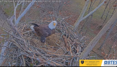 2025-01-01 22_13_07-Bluff City Cam2_ ETSU_BTES Eagle Camera - YouTube – Maxthon.png