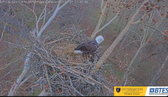 2025-01-01 22_13_57-Bluff City Cam2_ ETSU_BTES Eagle Camera - YouTube – Maxthon.png