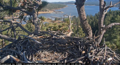 2025-01-01 22_20_24-Big Bear Bald Eagle Live Nest - Cam 1 - YouTube – Maxthon.png