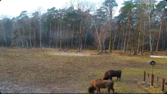 2025-01-01 22_25_51-Żubry Online _ Wisents Online - YouTube – Maxthon.png