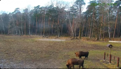 2025-01-01 22_27_37-Żubry Online _ Wisents Online - YouTube – Maxthon.png