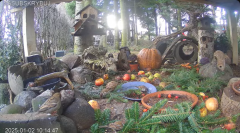 2025-01-02 20_37_14-Mandragora Park – karmnik na żywo - YouTube – Maxthon.png