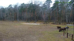 2025-01-02 22_21_56-Żubry Online _ Wisents Online - YouTube – Maxthon.png