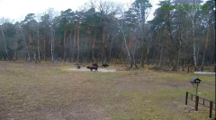 2025-01-02 22_22_22-Żubry Online _ Wisents Online - YouTube – Maxthon.png