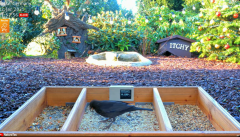 2025-01-02 22_31_00-LIVE 4K 60fps Bird Feeder Cam - Hedgehog & Bird Watching (3D Audio) ASMR HQ - Yo.png