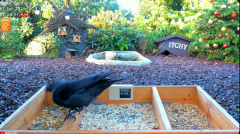 2025-01-02 22_31_17-LIVE 4K 60fps Bird Feeder Cam - Hedgehog & Bird Watching (3D Audio) ASMR HQ - Yo.png