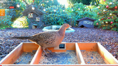2025-01-02 22_31_52-LIVE 4K 60fps Bird Feeder Cam - Hedgehog & Bird Watching (3D Audio) ASMR HQ - Yo.png