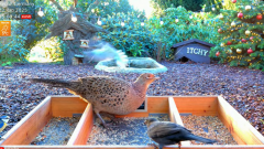2025-01-02 22_32_02-LIVE 4K 60fps Bird Feeder Cam - Hedgehog & Bird Watching (3D Audio) ASMR HQ - Yo.png