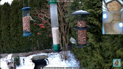 2025-01-02 22_40_13-Bird feeder_nest box LIVE. Keila-Joa, Estonia - YouTube – Maxthon.png
