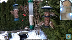 2025-01-02 22_40_24-Bird feeder_nest box LIVE. Keila-Joa, Estonia - YouTube – Maxthon.png