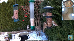 2025-01-02 22_41_43-Bird feeder_nest box LIVE. Keila-Joa, Estonia - YouTube – Maxthon.png