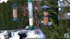 2025-01-02 22_41_48-Bird feeder_nest box LIVE. Keila-Joa, Estonia - YouTube – Maxthon.png