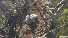 2025-01-02 23_18_52-Southwest Florida Eagle Cam - YouTube – Maxthon.png