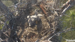 2025-01-02 23_18_48-Southwest Florida Eagle Cam - YouTube – Maxthon.png