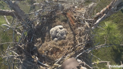 2025-01-02 23_18_40-Southwest Florida Eagle Cam - YouTube – Maxthon.png