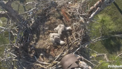 2025-01-02 23_18_36-Southwest Florida Eagle Cam - YouTube – Maxthon.png