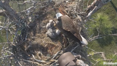 2025-01-02 23_18_28-Southwest Florida Eagle Cam - YouTube – Maxthon.png