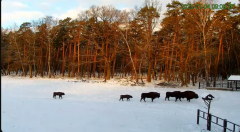 2025-01-04 12_47_30-Żubry Online _ Wisents Online - YouTube – Maxthon.png