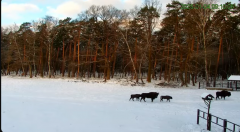 2025-01-04 12_48_09-Żubry Online _ Wisents Online - YouTube – Maxthon.png