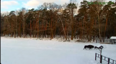 2025-01-04 12_48_17-Żubry Online _ Wisents Online - YouTube – Maxthon.png