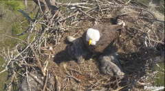 2025-01-04 22_53_49-Southwest Florida Eagle Cam - YouTube – Maxthon.png