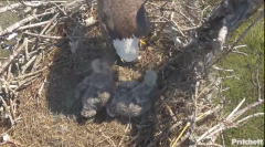 2025-01-04 22_54_05-Southwest Florida Eagle Cam - YouTube – Maxthon.png