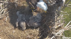 2025-01-04 22_57_20-Southwest Florida Eagle Cam - YouTube – Maxthon.png