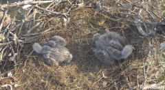 2025-01-04 22_57_05-Southwest Florida Eagle Cam - YouTube – Maxthon.png