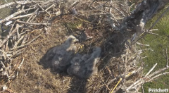 2025-01-04 22_57_14-Southwest Florida Eagle Cam - YouTube – Maxthon.png