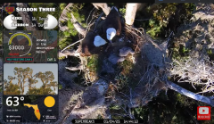 2025-01-04 22_59_40-Southwest Central Florida Eagle Cam - YouTube – Maxthon.png