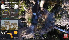 2025-01-04 23_00_17-Southwest Central Florida Eagle Cam - YouTube – Maxthon.png