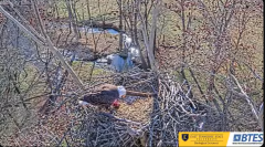 2025-01-04 23_08_38-Bluff City Cam 1_ ETSU_BTES Eagle Camera - YouTube – Maxthon.png