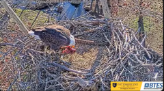2025-01-04 23_09_02-Bluff City Cam 1_ ETSU_BTES Eagle Camera - YouTube – Maxthon.png