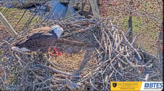 2025-01-04 23_09_39-Bluff City Cam 1_ ETSU_BTES Eagle Camera - YouTube – Maxthon.png