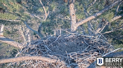 2025-01-04 23_12_50-Berry College Eagle Cams - 2024 – Maxthon.png