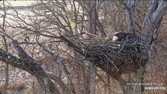2025-01-04 23_16_10-Decorah Eagles - North Nest - 4k powered by EXPLORE.org - YouTube – Maxthon.png