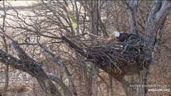 2025-01-04 23_16_29-Decorah Eagles - North Nest - 4k powered by EXPLORE.org - YouTube – Maxthon.png