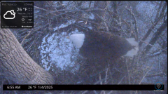 2025-01-04 23_20_51-Port Tobacco Eagle Cam - YouTube – Maxthon.png