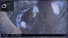 2025-01-04 23_21_19-Port Tobacco Eagle Cam - YouTube – Maxthon.png