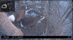 2025-01-04 23_21_29-Port Tobacco Eagle Cam - YouTube – Maxthon.png
