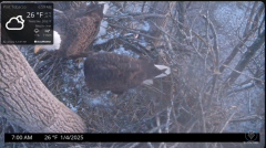 2025-01-04 23_21_53-Port Tobacco Eagle Cam - YouTube – Maxthon.png