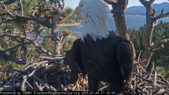 2025-01-04 23_26_24-Big Bear Bald Eagle Live Nest - Cam 1 - YouTube – Maxthon.png