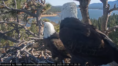 2025-01-04 23_26_39-Big Bear Bald Eagle Live Nest - Cam 1 - YouTube – Maxthon.png
