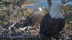 2025-01-04 23_26_48-Big Bear Bald Eagle Live Nest - Cam 1 - YouTube – Maxthon.png