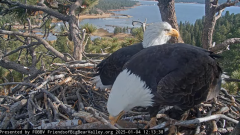 2025-01-04 23_27_05-Big Bear Bald Eagle Live Nest - Cam 1 - YouTube – Maxthon.png