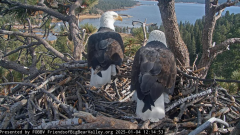 2025-01-04 23_27_14-Big Bear Bald Eagle Live Nest - Cam 1 - YouTube – Maxthon.png