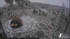 2025-01-06 21_38_41-Jūras ērgļi (Haliaeetus albicilla) Durbē - LDF tiešraide - YouTube – Maxthon.png