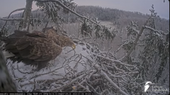 2025-01-06 21_39_01-Jūras ērgļi (Haliaeetus albicilla) Durbē - LDF tiešraide - YouTube – Maxthon.png